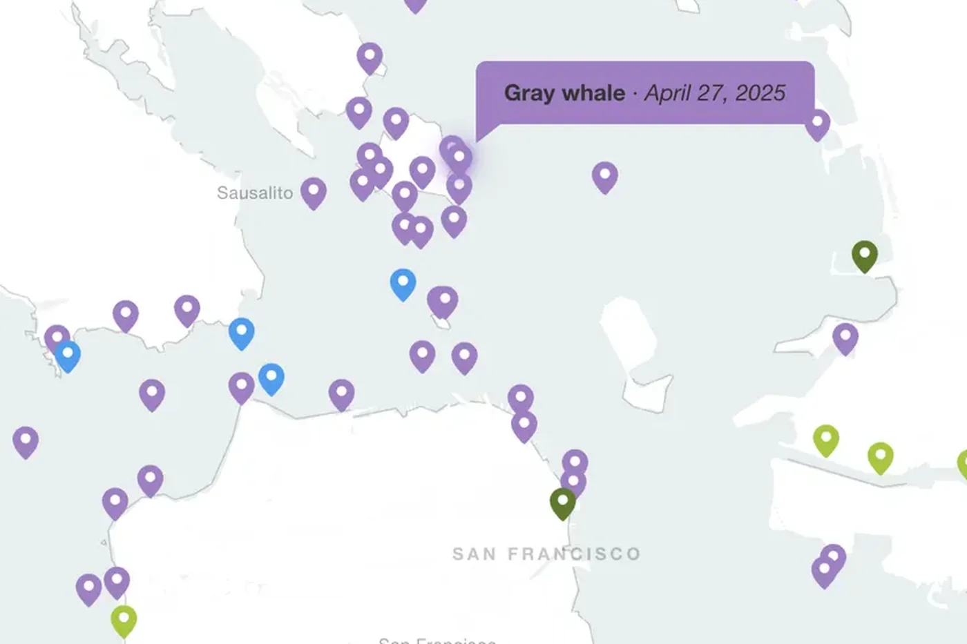 Data Visualization: Bay Whale Strandings map detail